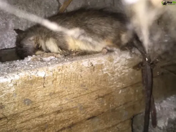 Dead Rat Removal Parklands